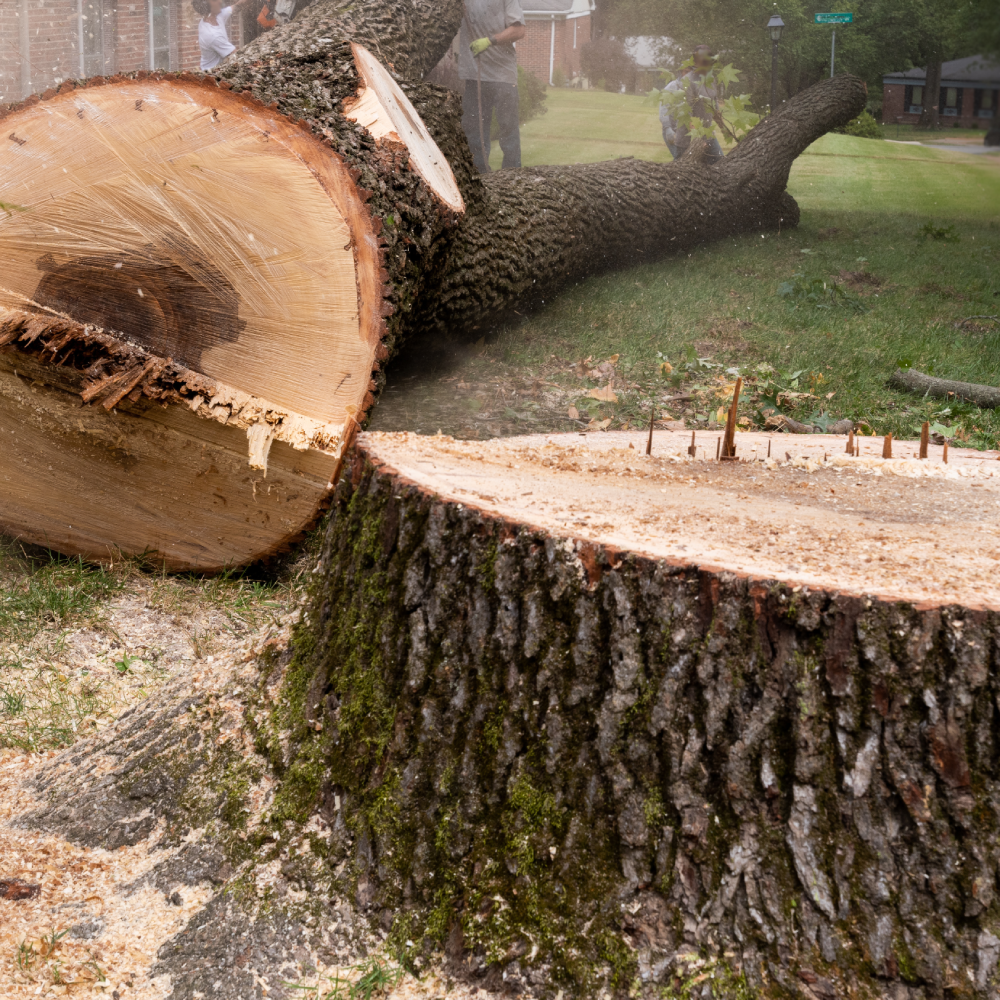 Tree Removal Tree Removal