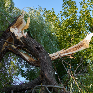 Tree Service Card